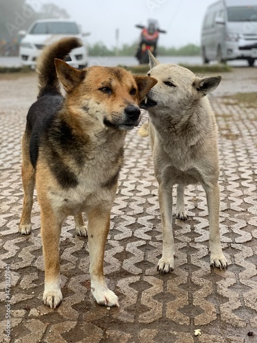 Photography Affectionate Street Dogs on a Misty Morning
