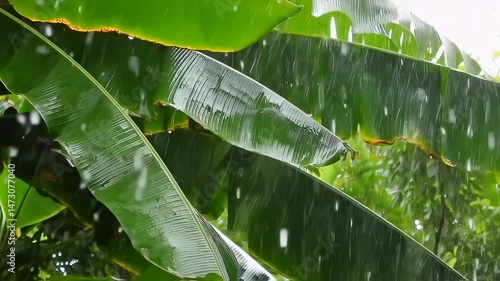 Heavy rain falling on lush green banana leaves in tropical jungle or garden