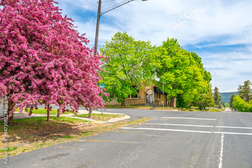 Fototapeta Naklejka Na Ścianę i Meble -  A blooming pink blossom apple tree along the main street of the historic small town of Latah, Washington, a rural stop along the Palouse Scenic Byway at Spring.