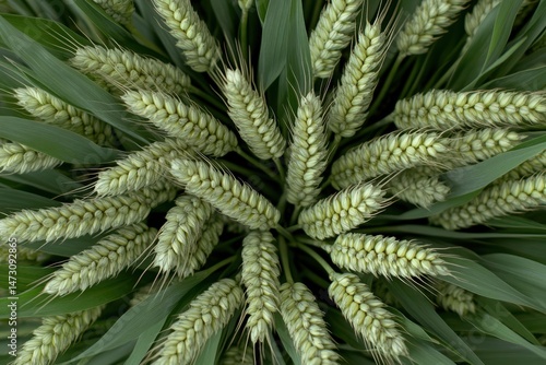Aerial view of a vibrant green field of wheat, showcasing the main subject of the image.