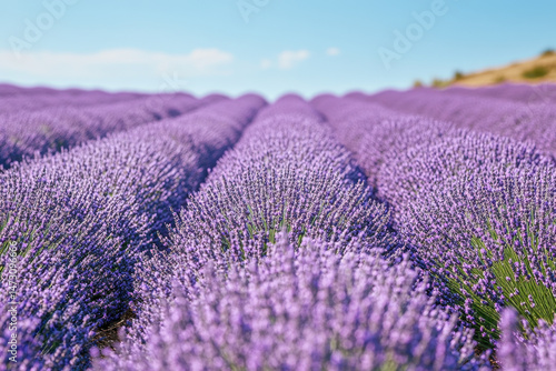 Rows of vibrant purple lavender in Provence.