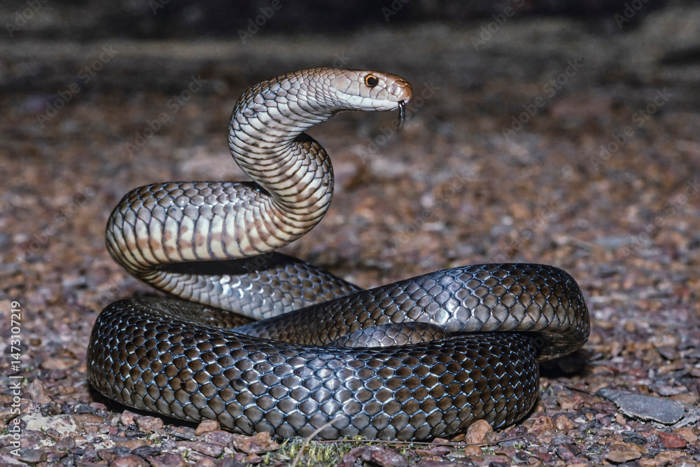 Obraz premium Highly venomous Australian Eastern Brown Snake
