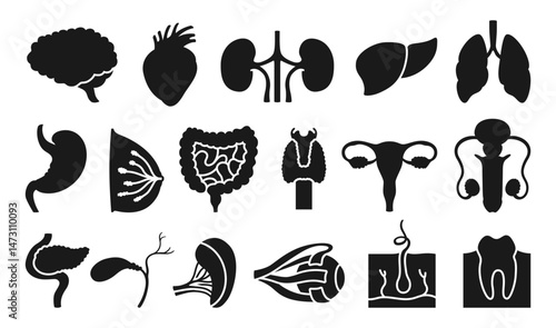 Human organs sign set. Simple symbol lung, brain, heart, liver stomach, chest intestines, reproductive system female male, skin hair tooth eye, body elements collection. Vector illustration icon set