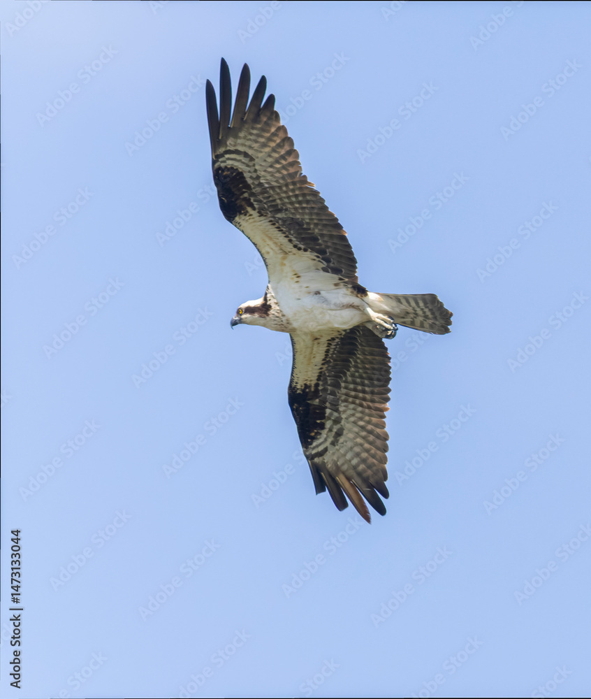 Fototapeta premium Osprey in Flight
