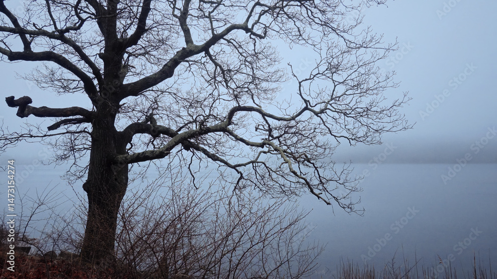 Leafless tree branches reaching over a misty lake on a foggy morning, creating a serene and melancholic atmosphere Leafless tree branches reaching over a misty lake on a foggy morning, creating a serene and melancholic atmosphere