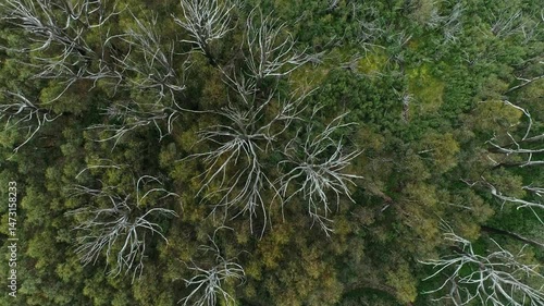 Aerial View of Alpine Forest in Lake Mountain Marysville, Victoria, Australia