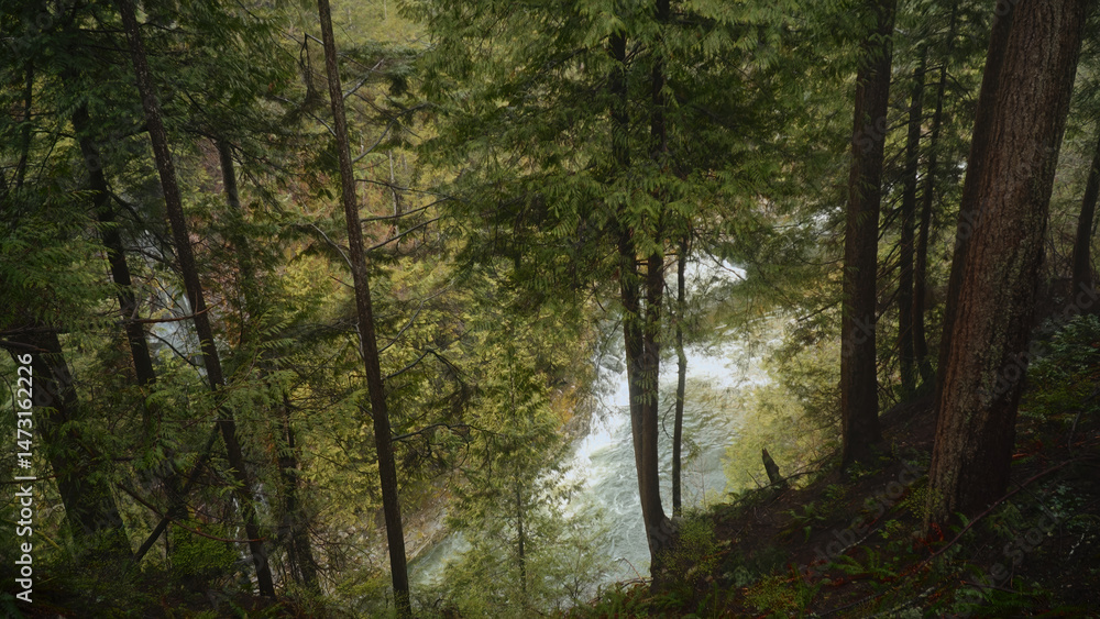 Fototapeta premium Pristine river flowing through a lush forest, creating a picturesque natural landscape