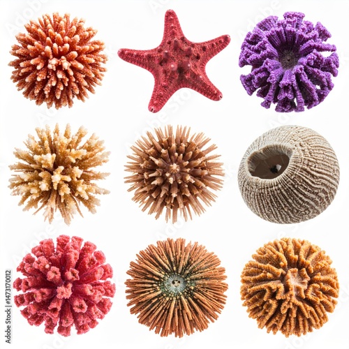 Colorful Sea Creatures and Textured Shells Collection