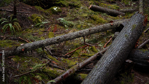 Felled tree trunks are lying on mossy forest ground, showing the impact of logging on the environment