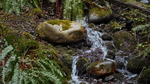 Clear water flowing down mossy rocks in a peaceful forest creek surrounded by ferns