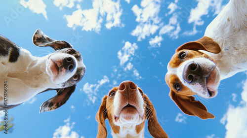Three beagle terrier fluffy dogs puppies look down at camera against blue sky clouds fashion fun happy relaxing background. shot wide angle lens photography sunny outdoor pet companion wallpaper