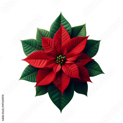 Red poinsettia flower christmas holiday plant botanical illustration art on transparent background