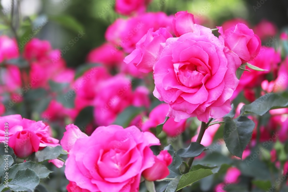鮮やかなピンクのバラの花のアップ(ローズうらら) 鮮やかなピンクのバラの花のアップ(ローズうらら)