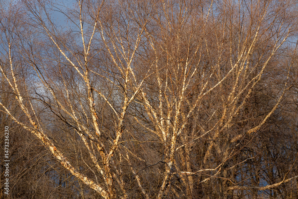 Fototapeta premium Abstract texture background view of budding river birch (betula nigra) tree branches in early spring with golden sunset lighting