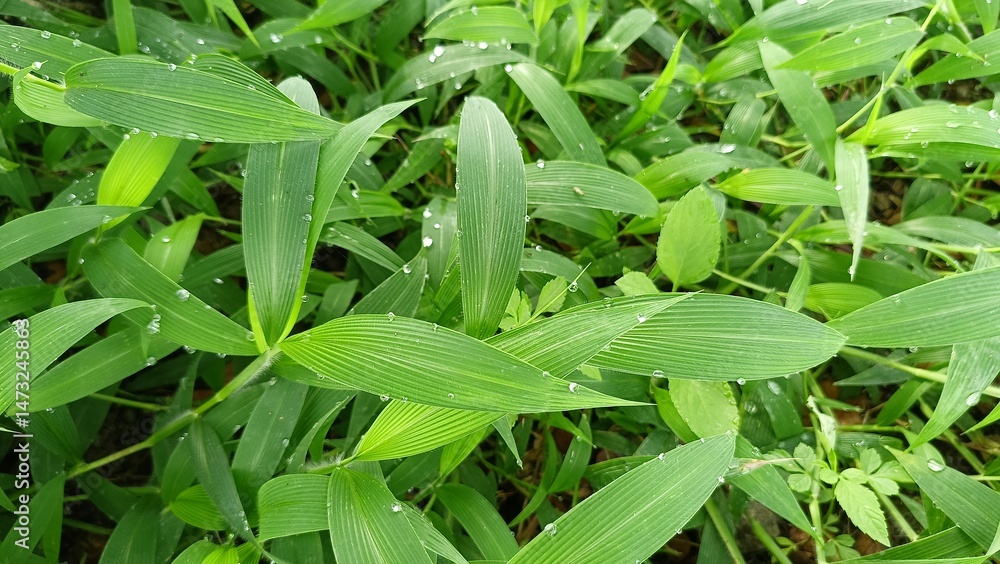 Obraz premium Close-up of bright green grass with morning dew drops.