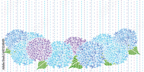 アジサイ　梅雨　花　背景	