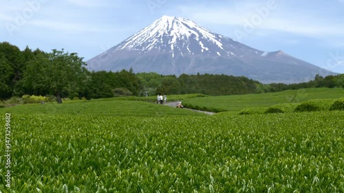 Mount Fuji over Tea Plantation with Fresh Green Leaves Captured in Shizuoka Prefecture, Japan (Real-time Footage | ZOOM OUT)