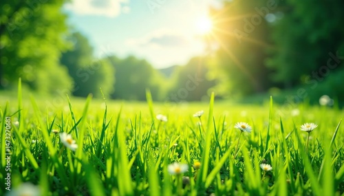 Vibrant green meadow bathed in sunlight, idyllic summer scene , chlorophyll, sunshine, green