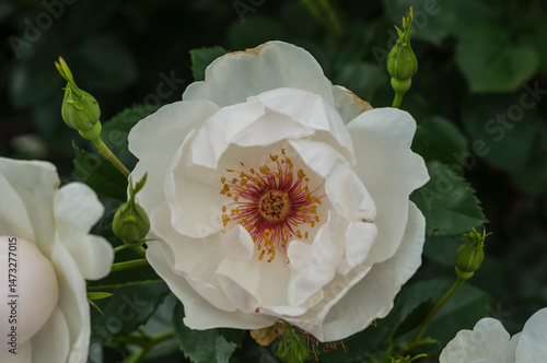 a jacqueline du pre rose in the garden