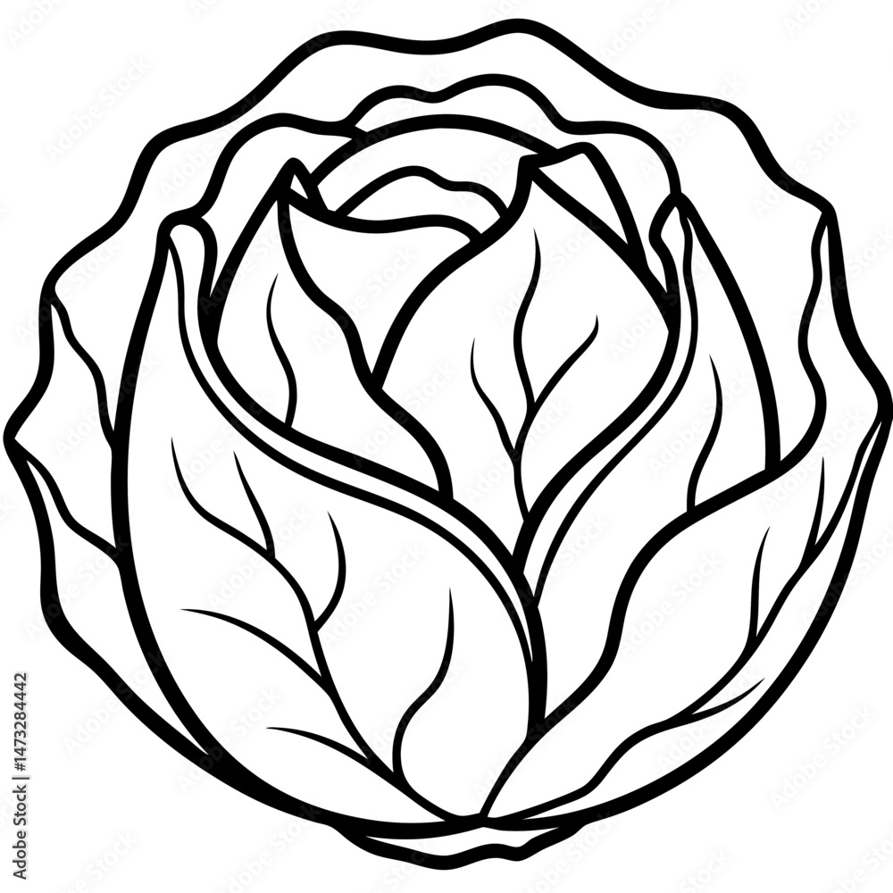 Cabbage Illustration Vector Art Cabbage Illustration Vector Art