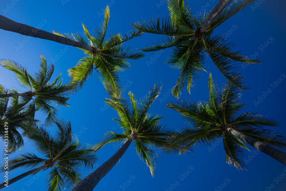 Tropical background. Green tropical palm texture. Palms leaf pattern. Nature tropical background. Summer background. Palm tree on blue sky. Tropical paradise. Exotic palm background. Tropical background. Green tropical palm texture. Palms leaf pattern. Nature tropical background. Summer background. Palm tree on blue sky. Tropical paradise. Exotic palm background.