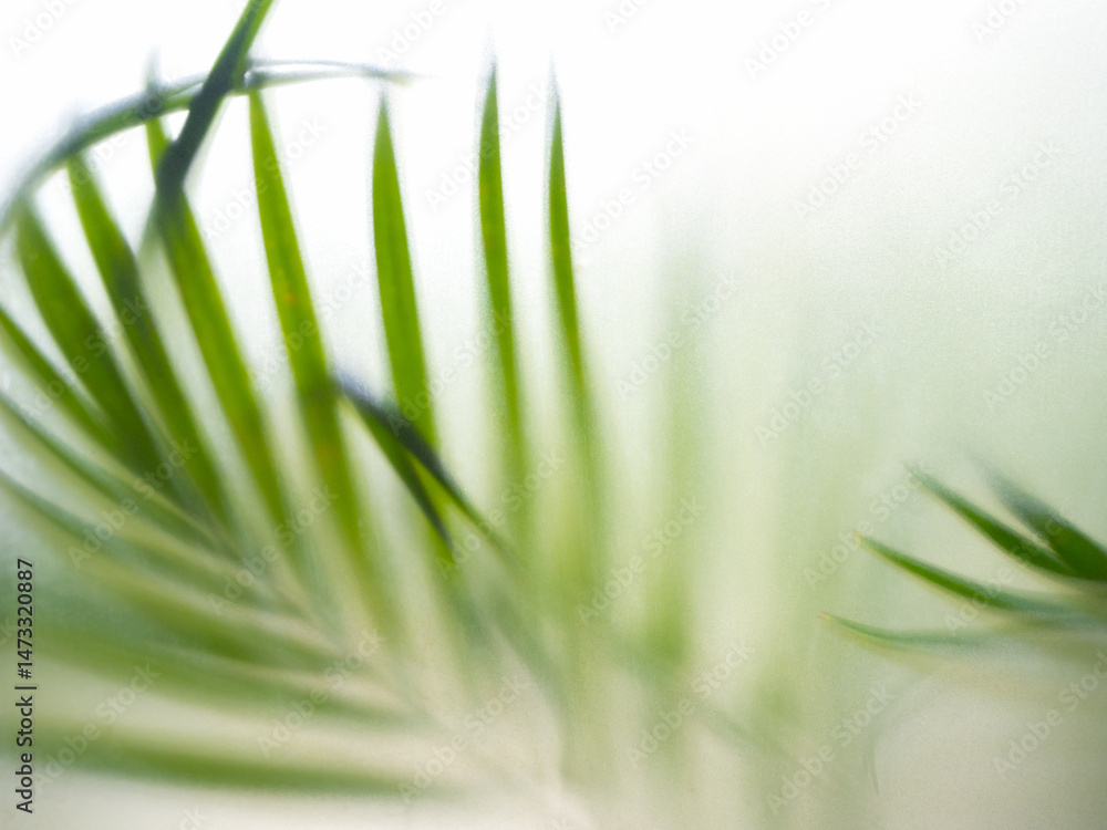 Fototapeta premium Abstract blurred green tropical palm leaves sit behind frosted glass wall background, summer or evergreen, environmental care sustainable backgrounds concept.