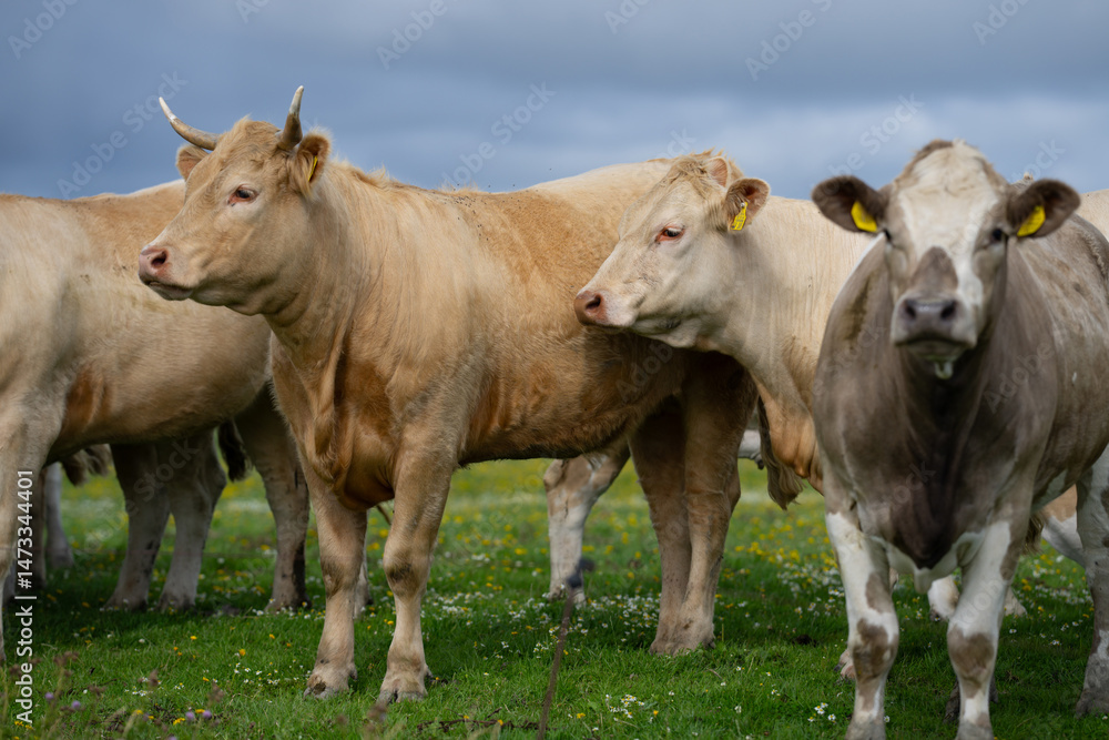Dairy cow farming. Mammals grazing in the farm. Cow on a ranch. Pasture filled with cows and calves. Bovine cow in the countryside. Field of grazing livestock. Grazing cow. Dairy cow farming. Mammals grazing in the farm. Cow on a ranch. Pasture filled with cows and calves. Bovine cow in the countryside. Field of grazing livestock. Grazing cow.