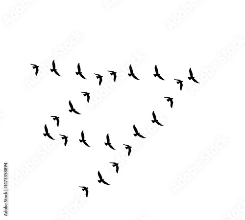 A flock of swallows silhouetted against the sky in graceful flight. Wild Birds Unlimited: your source for bird food, feeders, and expert feeding advice.