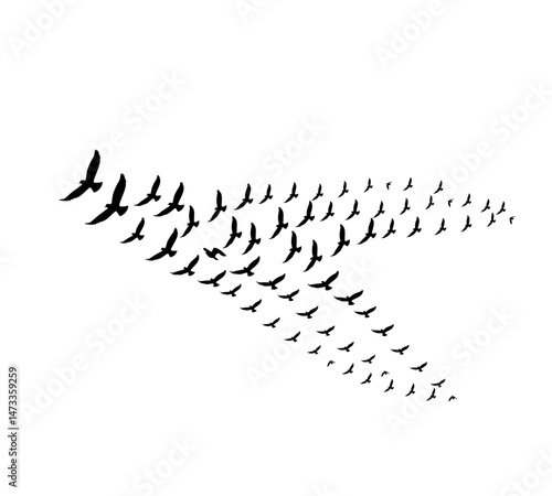 A flock of swallows silhouetted against the sky in graceful flight. Wild Birds Unlimited: your source for bird food, feeders, and expert feeding advice.