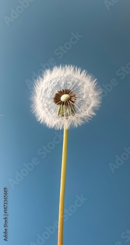 Wallpaper Mural Dandelion seed head against a bright blue sky Torontodigital.ca
