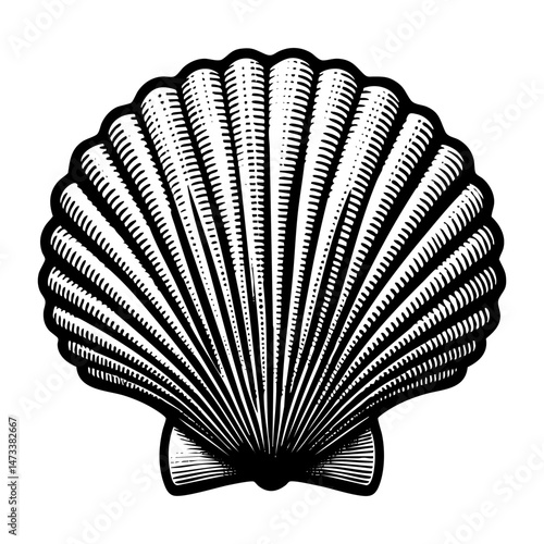 Clam shell engraving black and white outline. Scratch board imitation.  illustrated in vintage line art style on a white background.