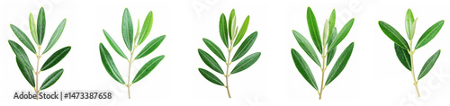Aesthetic green olive leaf branch element