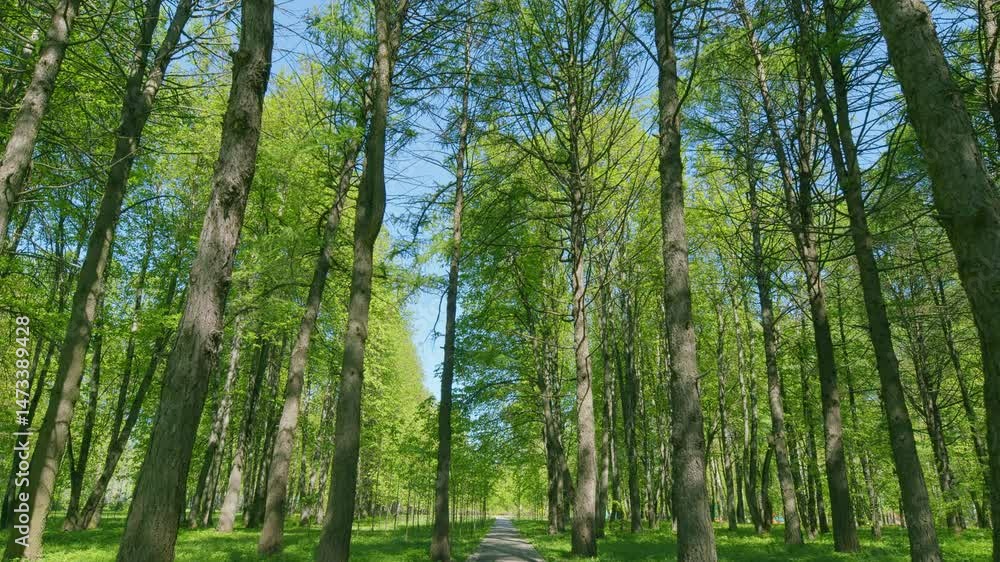 A Lush Green Forest Pathway Beneath a Bright Blue Sky, Perfect for Exploration and Serenity A Lush Green Forest Pathway Beneath a Bright Blue Sky, Perfect for Exploration and Serenity
