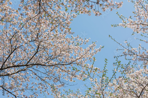 Gazing at the blue sky under a fully bloomed cherry blossom tree.