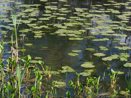 water lilies in the pond
