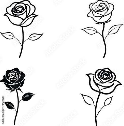 rose on a white background
