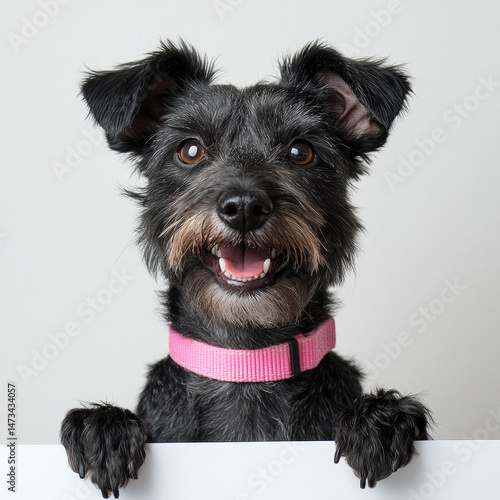 Happy black dog with pink collar peeking over a white surface