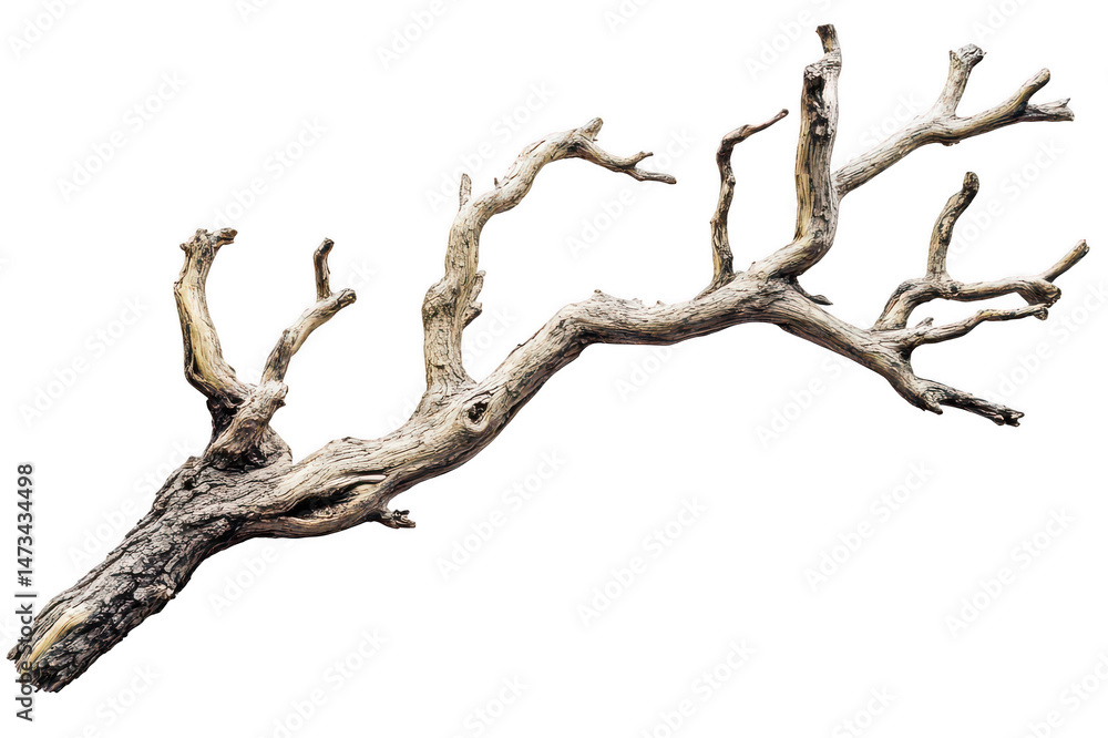 Isolated weathered branch with many small twig on transparent background png Isolated weathered branch with many small twig on transparent background png