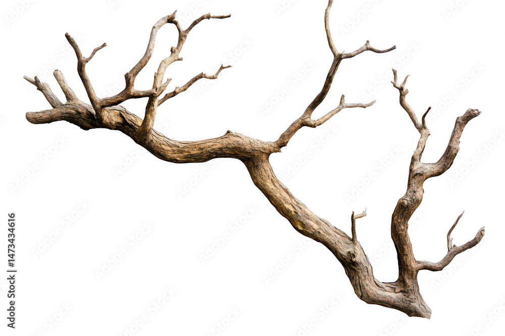 Isolated dry branch with many smaller branches on transparent background png Isolated dry branch with many smaller branches on transparent background png