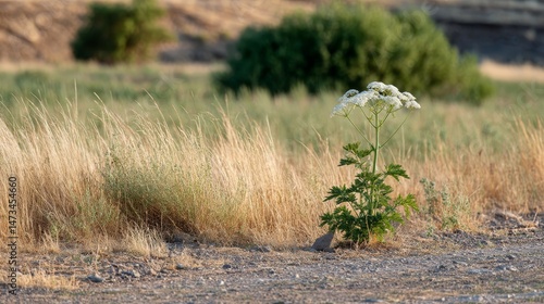A tall leafy parsnip plant stands out in golden summer light, surrounded by blurred meadow textures and earthy tones, creating a serene outdoor atmosphere