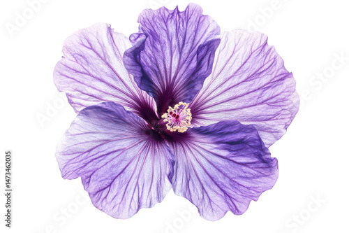 Isolated close up of a light purple hibiscus flower with visible stamen on transparent background png
