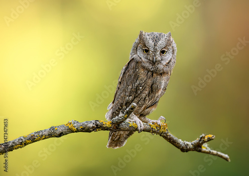 European scops owl ( Otus scops )