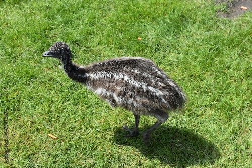 Emu walking on the lawn