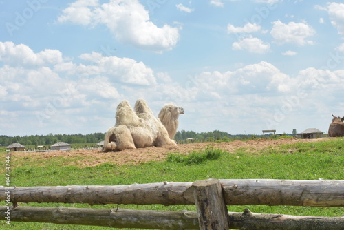 The camel lies peacefully on the ground