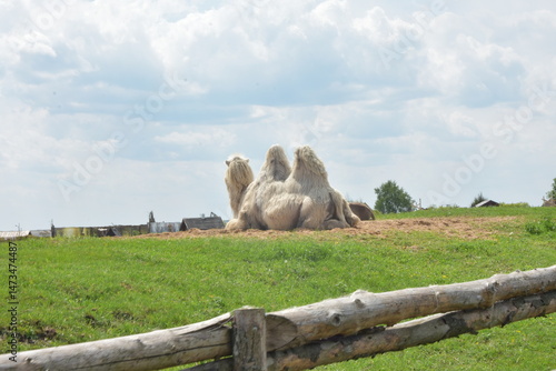 The camel lies peacefully on the ground