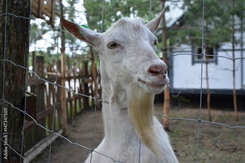 portrait of a goat