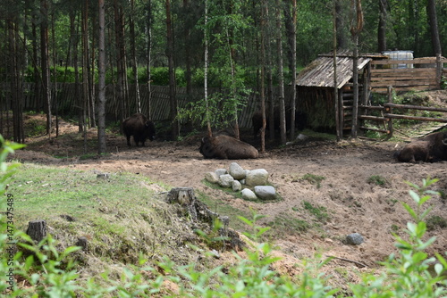 Bisons in the hollow