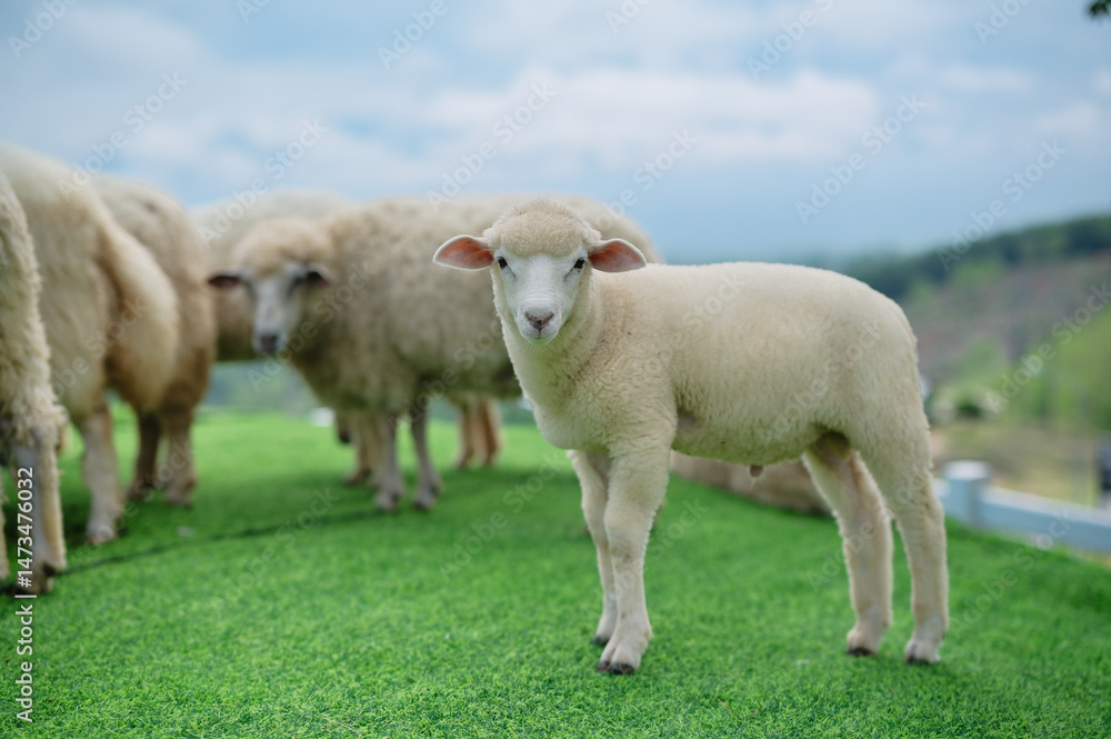 Obraz premium A group of sheep grazing on green grass, with one lamb looking directly at the camera under a blue sky.