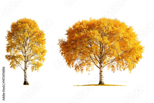 A birch tree with white bark and golden autumn leaves, Isolated on a Transparent Background