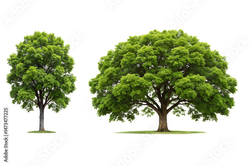 A black walnut tree with compound leaves and rough bark, Isolated on a Transparent Background
